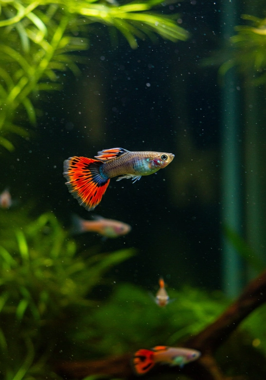 How to Keep Fish Happy and Healthy​_1